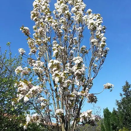 El Oteru I * Villaviciosa (Asturias)